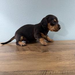 Chai (Frankie) - Black and tan male Dachshund puppy in Live Oak, Florida from Johnson’s Weiner Farm