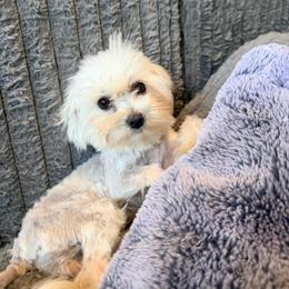 Lumi - White female Maltipoo puppy in Tolono, Illinois from The Golden Rule Doodles and Poos