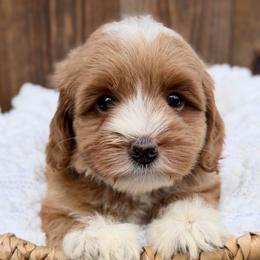Green - Red male Australian Labradoodle puppy in Auburn, Washington from West Valley Labradoodles