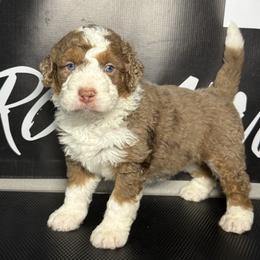 KIMBER - Phantom female Bernedoodle puppy in Corpus Christi, Texas from The Henke Doodles