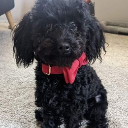 Poodles from Lone Cedar Kennel