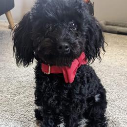 Poodles from Lone Cedar Kennel