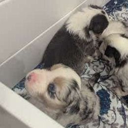 Miniature Australian Shepherds from Laurie Chason