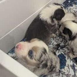 Miniature Australian Shepherds from Laurie Chason