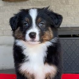 Sol - Black tri male Miniature American Shepherd puppy in Florseville, Texas from Ashber Farm