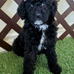 Bernedoodles and Poodles from The Elegant Poodle