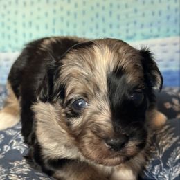 Boy 1 - Black and white male Havanese puppy in Arizona from HavaDoggie