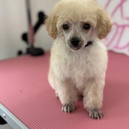 Poodle Puppies from Lixira Poodles