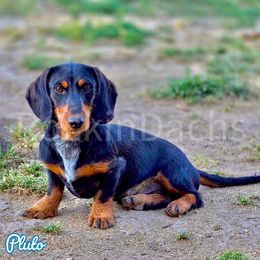 Boy 1 - Pluto - Black and tan male Dachshund puppy in Cave Junction, Oregon from Rockindachs
