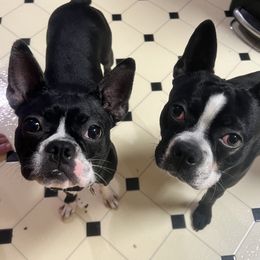 Boston Terriers from Lake Forest Bostons