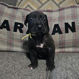 Zeke - Black male Great Dane puppy in Jerusalem, Arkansas from Mara Danes