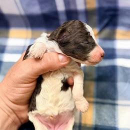 Girl3 - Phantom female Poodle puppy in Liberty, Texas from Poodles and Doodles Most Excellent Adventures