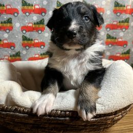 Australian Shepherd Puppies from M3 Sassafrass Ranch