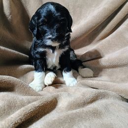 Bernedoodle Puppies from Prairie rose doodles