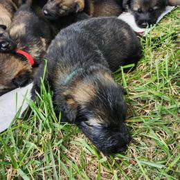 Warden (Blue male) - Sable male German Shepherd puppy in Winchester, Kentucky from Del Lago Canine