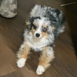 Merle - Toy Australian Shepherd