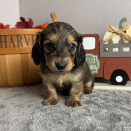 Martin - Cream male Dachshund puppy in Gilbertsville, Kentucky from DeLaunes Dachshunds
