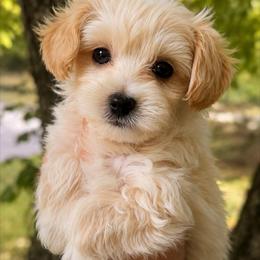 Leo - Cream male Maltipoo puppy in Traverse City, Michigan from Riyem Wildflower Farms