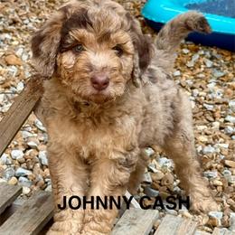 Johnny Cash - Merle male Goldendoodle puppy in Jonesboro, Arkansas from N. E. Arkansas Goldens and Doodles/ Southern Brewed Goldens