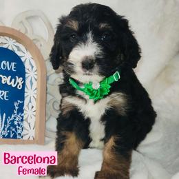 Barcelona - Tri-color female Bernedoodle puppy in Beecher, Illinois from Erica’s Doodles