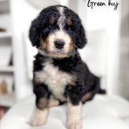 Green boy - Tri-color male Bernedoodle puppy in Valdese, North Carolina from Doodling All Day Goldendoodles
