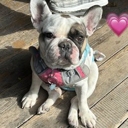 Chloe - French Bulldog