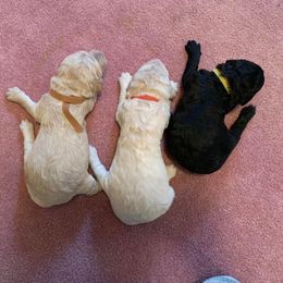 Poodles from Sound Side Standards