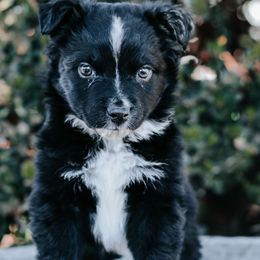 Miniature Australian Shepherds from J&C Aussies