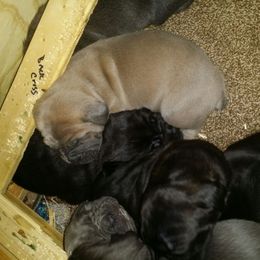 Cane Corso Puppies from Forza Cane Corso