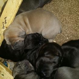 Cane Corso Puppies from Forza Cane Corso