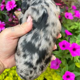 Girl 1 - Dapple female Dachshund puppy in Payette, Idaho from NT Mini Doxies