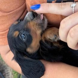 Tippy - Black and cream female Dachshund puppy in Fort Worth, Texas from Louis' Litters