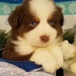 Miniature Australian Shepherd and Toy Australian Shepherd Puppies from Long's lil Aussies