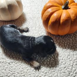 Khloe - Black white and tan female Cocker Spaniel puppy in Westminster, South Carolina from Hartwell Cocker Spaniel Kennel