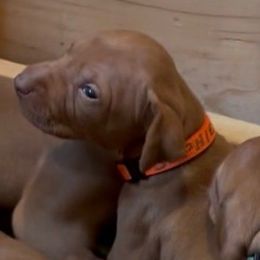 Sophie - Golden rust female Vizsla puppy in Plymouth, Minnesota from Carlson Vizslas