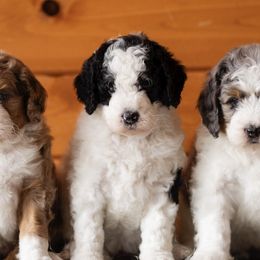 Bernedoodle All Grown Up from Bella‘s Mini Bernadoodles