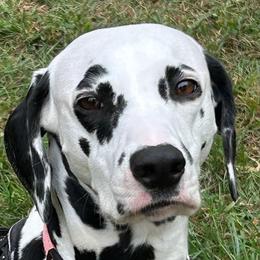 Gracie - White and black female Dalmatian puppy in Hagerstown, Maryland from Stagecoach Dalmatians
