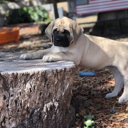 Mastiff Puppies from Majestic Mastiffs of Florida