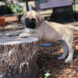 Mastiff Puppies from Majestic Mastiffs of Florida