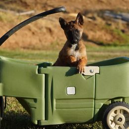 Belgian Malinois, Belgian Tervuren, and German Shepherds from Du Poilu