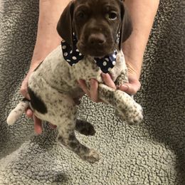German Shorthaired Pointer Puppies from Blue Mountain GSP's