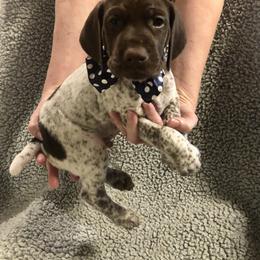 German Shorthaired Pointer Puppies from Blue Mountain GSP's
