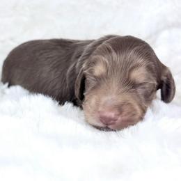 AC Slater - Chocolate and cream male Dachshund puppy in Perris, California from The Dach House
