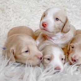 Dachshunds from Peaches and Cream Dachshunds