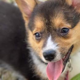 Pembroke Welsh Corgis from Sophie's Corgies