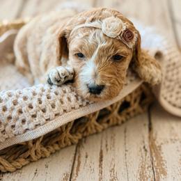 Riot - Red female Bernedoodle puppy in Santa Barbara, California from K+C Doodles