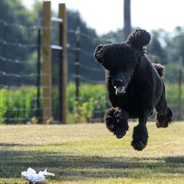 Poodles from Black Magic Standard Poodles