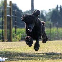 Poodles from Black Magic Standard Poodles