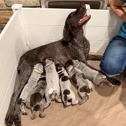 German Shorthaired Pointer puppies from Oak Country GSP's