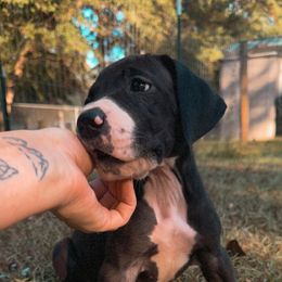 Dahlia - Black and white female Great Dane puppy in Cross, South Carolina from DoodleDandy & Danes